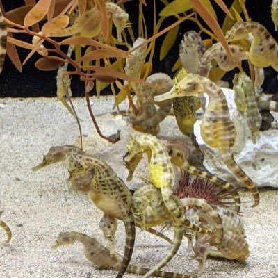 kaze8425's profile picture. TRPG垢/無言フォロー失礼します/リットリンク(https://t.co/T0gbfY5kJc)