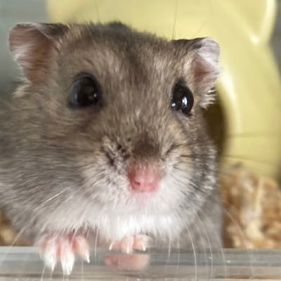 ハムスター🐹や時々フトアゴヒゲトカゲの動画を始めました🐹 まだまだ初心者なのでよろしくお願いします✨🙏