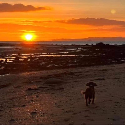 Dogs are life. Spaniels are my best life. From #Stirling happiest in the #Ochils #Trossachs and beaches of #Fife