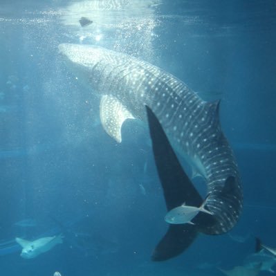 artoriasabyssR's profile picture. esfp