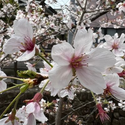 shige3_mmm's profile picture. ホロライブ皆んなの配信を楽しんでいます。アキちゃん最推しです。