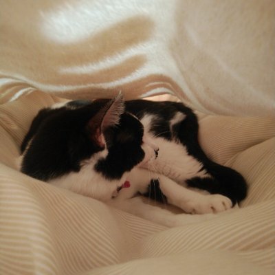 Okashinaie_deux's profile picture. 猫と芸人のラジオが好き／お笑い消費者／おすすめからのいいね好き／
愛猫2023.08.12🐈️👼／ロコディ優勝喜びの中にあるポリスピース✌