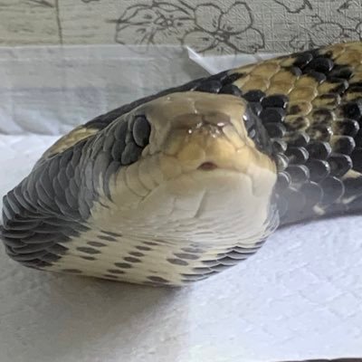 爬虫類大好きです！特にヘビ🐍ミズコブラモドキ、テキサスインディゴ、ウォマパイソン、ボールパイソン、セイブシシバナ、サンビームヘビ、アオダイショウ、などなど飼育中です。 情報交換等できたらと思います。他にも、映画や釣りが趣味。 こちらも情報交換できればと思います。宜しくお願いします🙇‍♂️