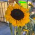 ป๊าดจจบ่หนิ🌻 - sloww (@jorjorkhonbaaa) Twitter profile photo ป๊าดจจบ่หนิ🌻 - sloww (@jorjorkhonbaaa) Twitter profile photo