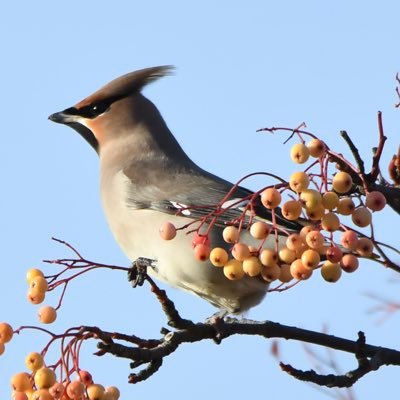 Hemsworthbirder Profile Picture