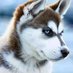 Bad Salty Dog (@bad_salty_dog) Twitter profile photo Bad Salty Dog (@bad_salty_dog) Twitter profile photo