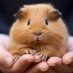 Guinea Pig Lovers (@lovers_pig) Twitter profile photo