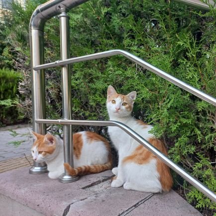 bengisuhrtka's profile picture. Software Developer