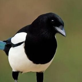 Magpie mf