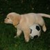 caninepoetry (@caninepoetry_) Twitter profile photo caninepoetry (@caninepoetry_) Twitter profile photo
