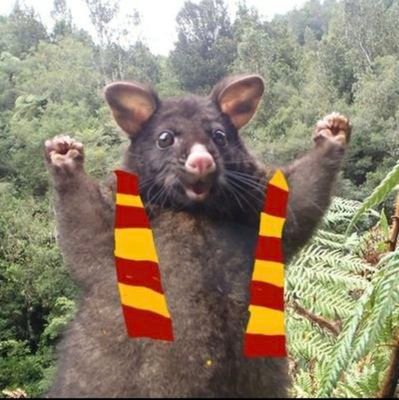 BantamKiwi's profile picture. Bantam in New Zealand