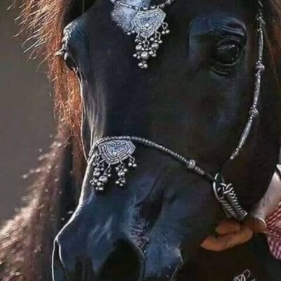 Horses are my life,
Elegance vs power,
Strength vs beauty.