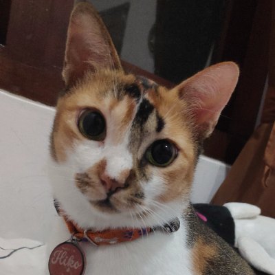 hikokucing Profile Picture