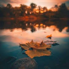 The cold pool reflects the white moon, and the autumn rain covers the moss