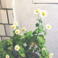 Polekeesl (@polekeesl96488) 's Twitter Profile