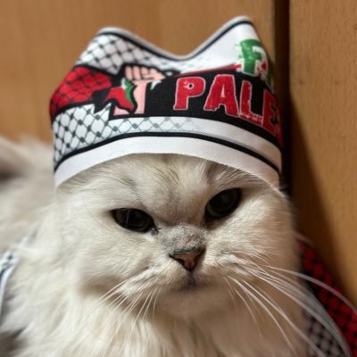 Such an angry cat lately due to what’s happening in 🇵🇸🕊️. Tell me Im cute! 😡