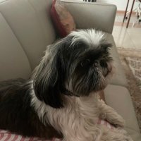 luz (@luzbendicion) 's Twitter Profile