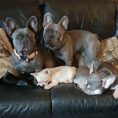 Flixtondan's profile picture. 