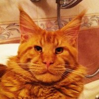 out of context cats (@catszerocontext) 's Twitter Profile