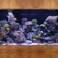Aquamoon (@aquamoonllc) 's Twitter Profile