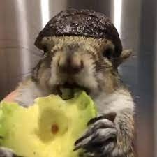 KonaGGs's profile picture. 