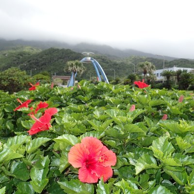 八丈島いいよね