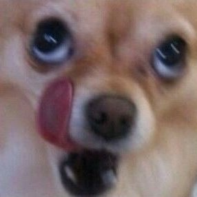 Feitan76461000's profile picture. Certified Speculator - My main goal is to blow up and act like I don’t know nobody.