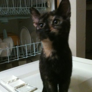 Odorouspurse's profile picture. 