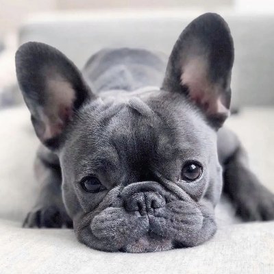 ✨ Welcome to our @france_bulldog
❤️‍🔥 We share daily Frenchie contents
🐕 Follow us if you really love frenchie