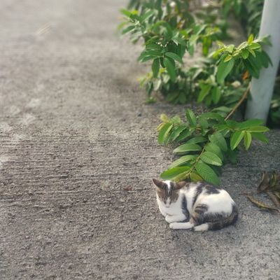 Stsaveme's profile picture. 