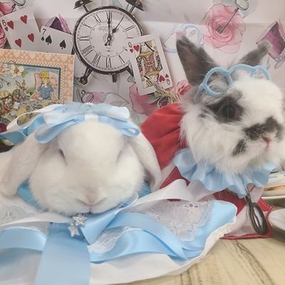 mimicyan33's profile picture. ミル9無課金で地道に頑張ってます٩( 'ω' )و
無言フォロー失礼致しますm(*_ _)m