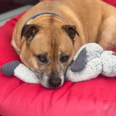 Gumbootson's profile picture. New Zealand 🇳🇿