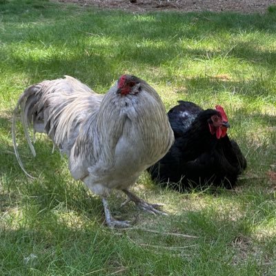 The Blue Roo — Proudly 100% Ameraucana