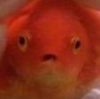 Alt Dumps: @PROJECTF0213
NSFW/+18 DNI and DO NOT LIKE MY POST OR FOLLOW ME. call me memgo or oxygen btw.
Artist/Beginner Animator