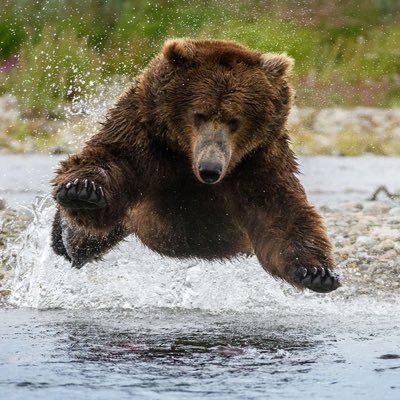 creator of https://t.co/x6umqGXioB, I am BEAR