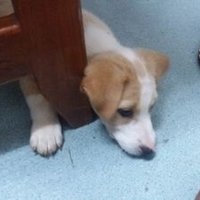 James Sangi (@james_sangi) 's Twitter Profile
