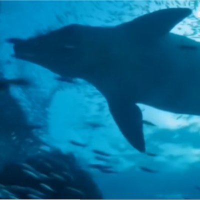 aHHJpZb1II14158's profile picture. isurus or thunnus？