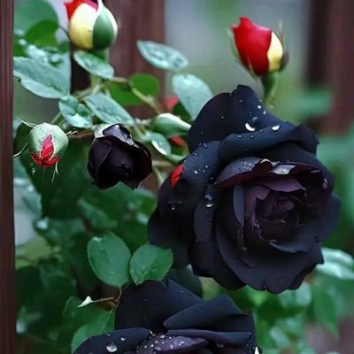 ceyrekborsaci's profile picture. Dilerim Allah’tan milletten çarptığınız paraların her bir kuruşu için altından kalkamayacağınız,altında ezileceğiniz büyük acılar,dertler,musibetler yaşarsınız.