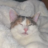 Not Jessica (@jessicachuffman) 's Twitter Profile