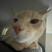 Jess (@jessbmad) 's Twitter Profile