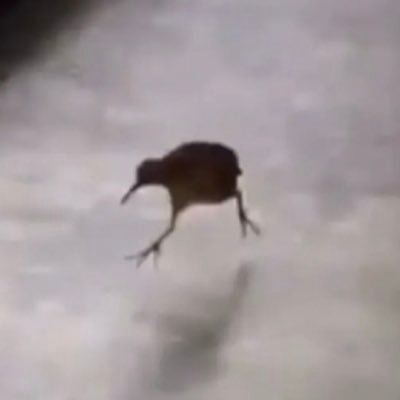 TottalyNotJuve's profile picture. 