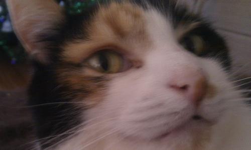 p3wolf's profile picture. PAS Giannina, Wolverhampton Wanderers