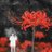 angelycoris's profile image