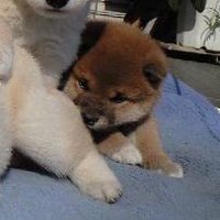 にのみやりこ (@riko140621) 's Twitter Profile Photo