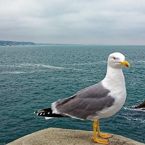 MoiMeme98962444's profile picture. Femme de droite !
Un État, un Peuple, une Religion.
2027 devra être une vraie droite ou le pays est réellement foutu et envahi par les extra-europeens.