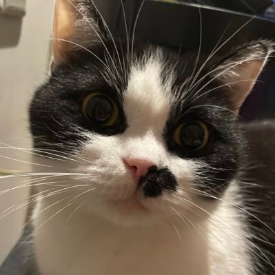 kariyachen1's profile picture. 