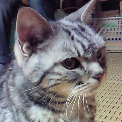 北陸出身&在住。海のトリトンとメタルマックス(系譜、特にMM2)をこよなく愛する人生です^ - ^ ★趣味は書くこと、読むこと、踊ること ★推しの作家は小野不由美氏、芦花公園氏、名梁和泉氏、斜線堂有紀氏 ★現在マイブーム(死語?)は「ヴァニタスの手記」 ★猫好き。今はレオパと同居中♡