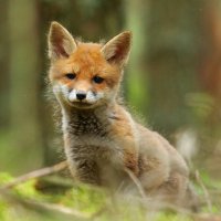 VoxFoxi (@voxfoxi) Twitter profile photo