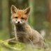 VoxFoxi (@voxfoxi) Twitter profile photo VoxFoxi (@voxfoxi) Twitter profile photo
