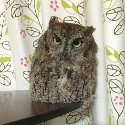 moribook193's profile picture. トレード超初心者。2023.8~ FX,CFDスタート。 トレアイでゴミな収支を公開してます。